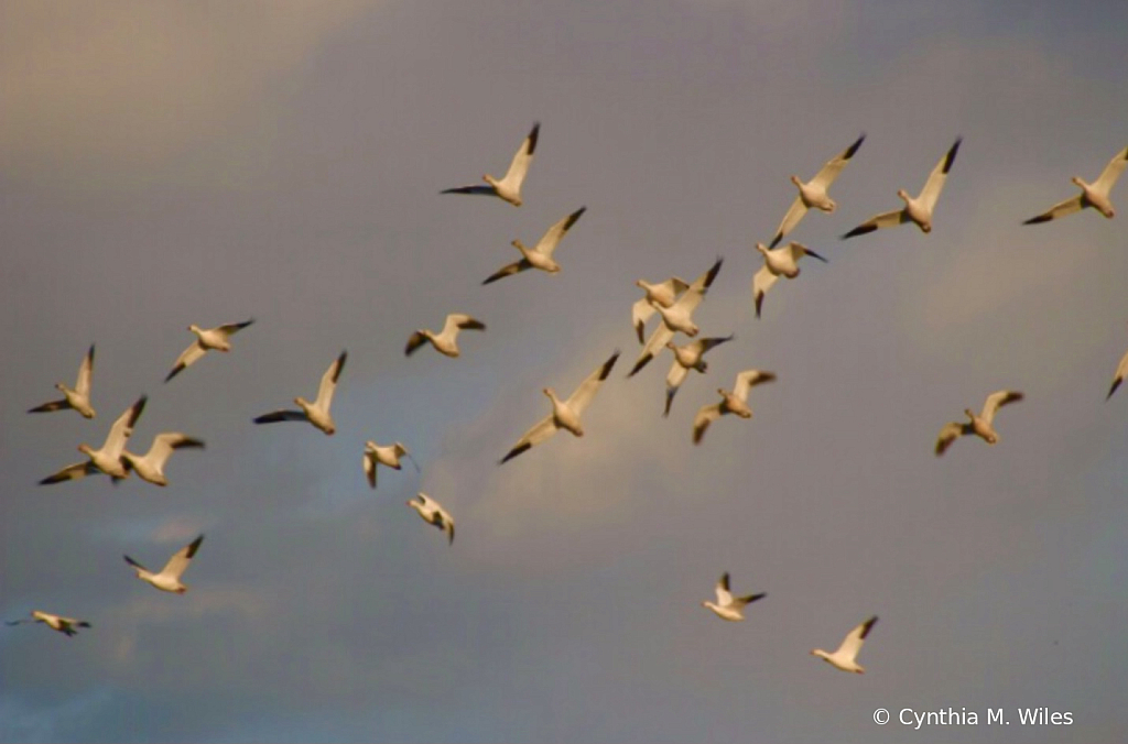 Canadian Snow Geese