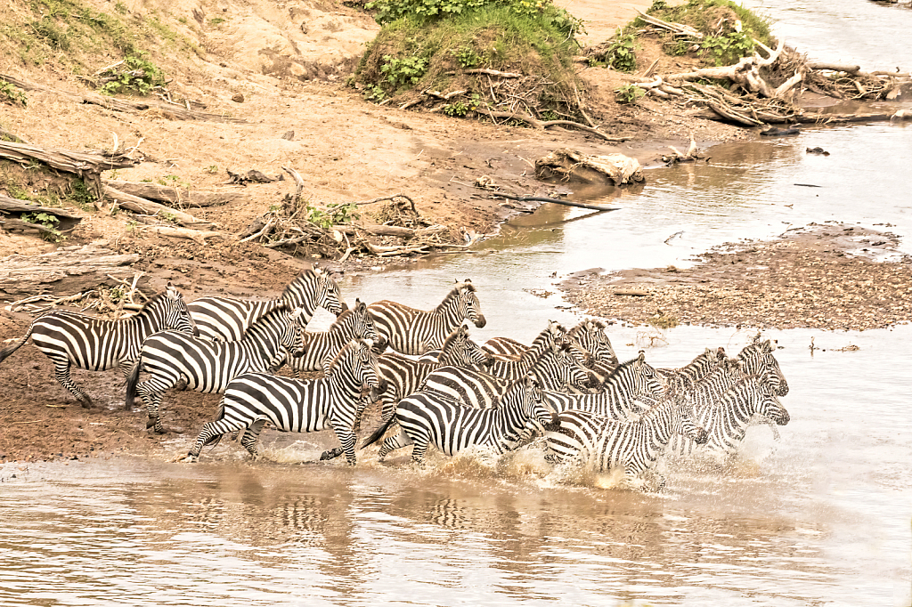 Zebra Migration