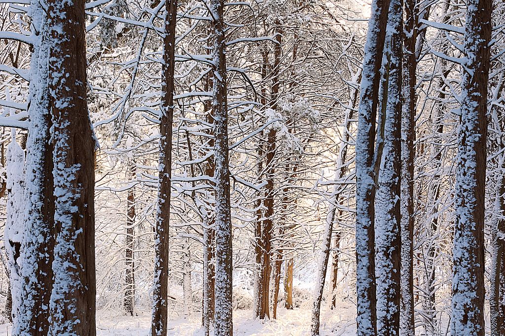 Cold Morning Light