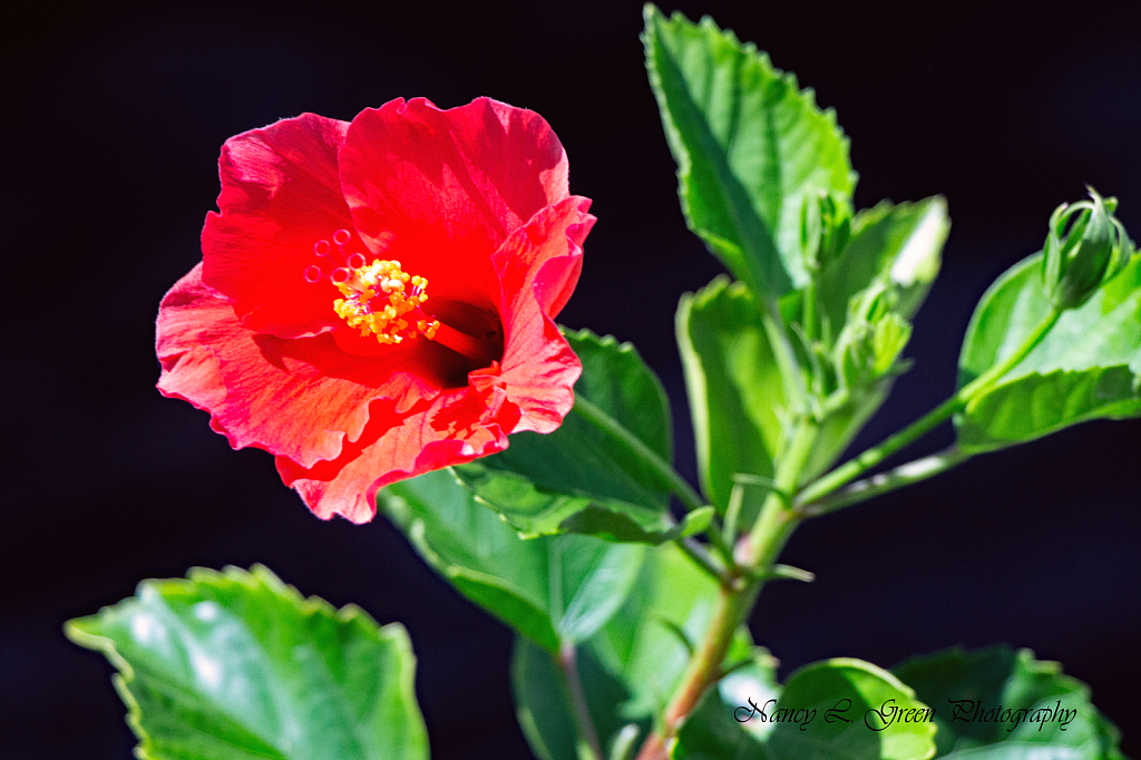 Hibiscus In Red