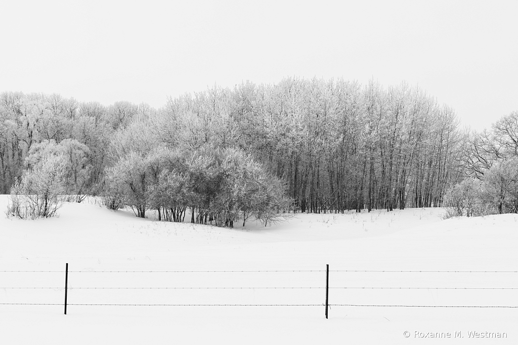 Fenceline and the frosty countryside