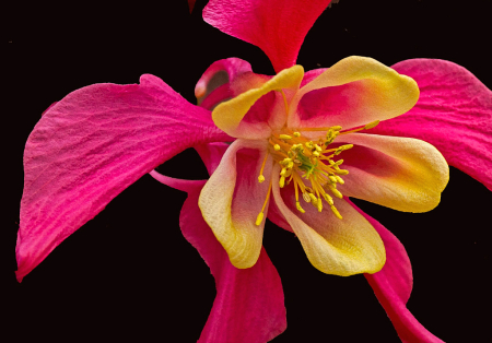 Aquilegia