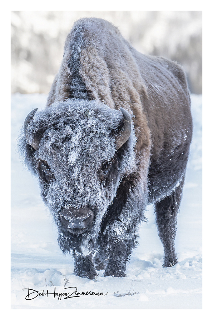 Thoroughly Frosted - ID: 15976362 © Deb. Hayes Zimmerman