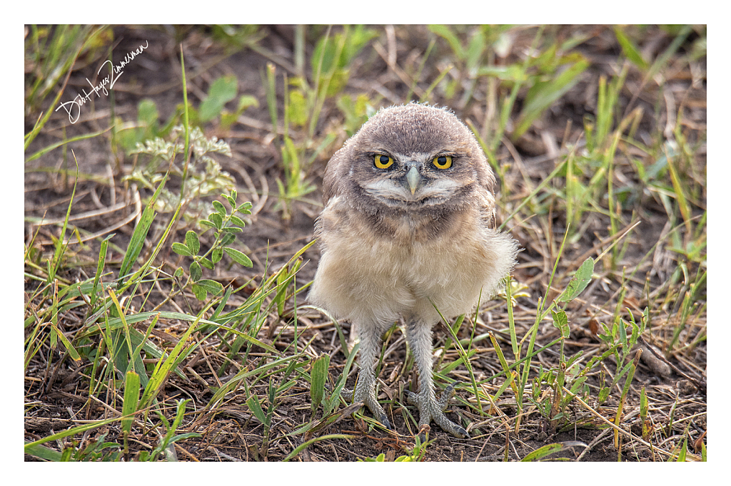 Mad Baby Burrowing Owl - ID: 15976365 © Deb. Hayes Zimmerman
