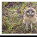 Mad Baby Burrowing Owl - ID: 15976365 © Deb. Hayes Zimmerman
