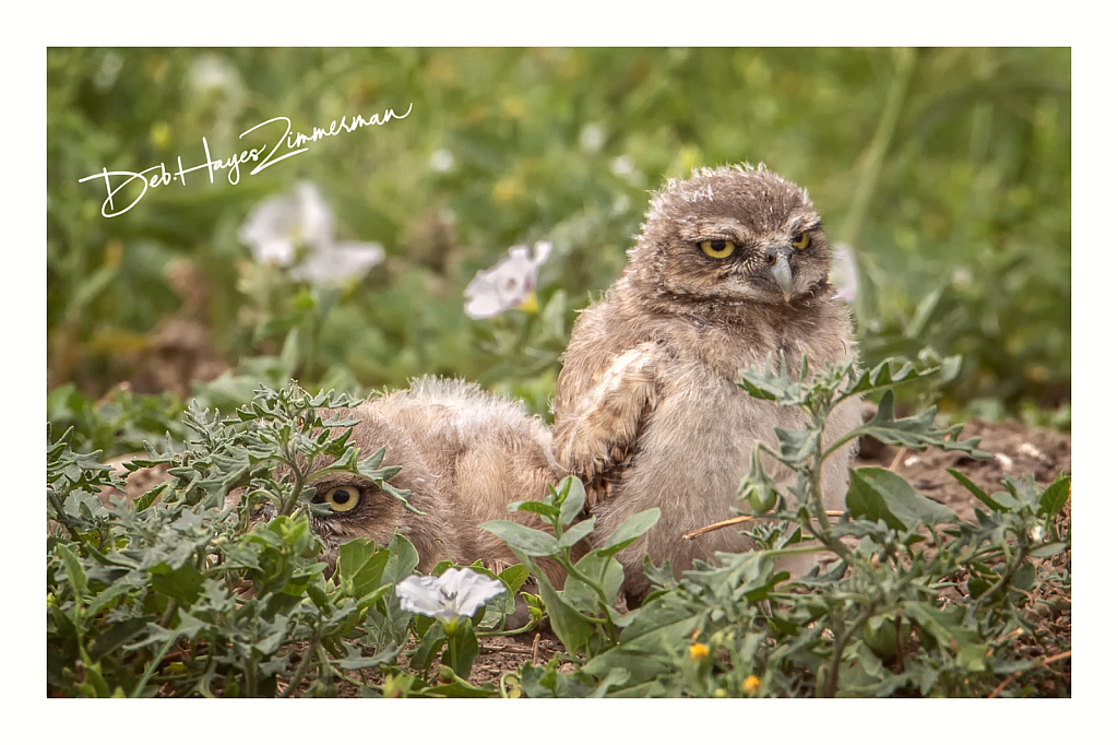 Just Peeking - ID: 15976367 © Deb. Hayes Zimmerman