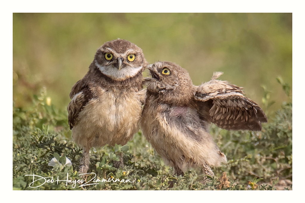 A Little Birdie Told Me - ID: 15976368 © Deb. Hayes Zimmerman