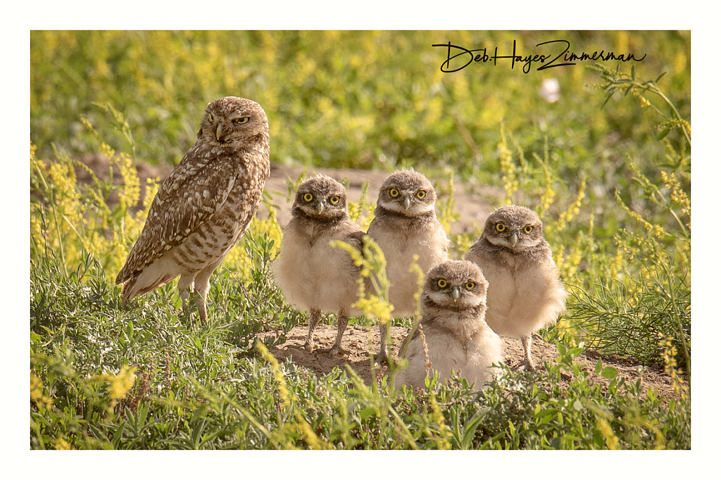 Family Portrait in the Clover - ID: 15976373 © Deb. Hayes Zimmerman