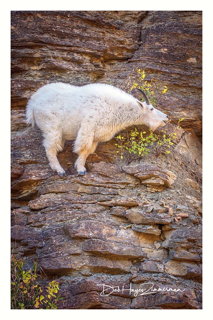 Often a Stretch - ID: 15976375 © Deb. Hayes Zimmerman