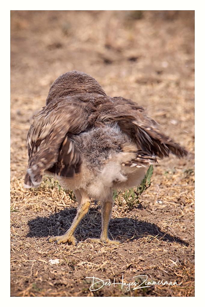 Shake your Tail Feathers- burrowing owl baby - ID: 15976376 © Deb. Hayes Zimmerman