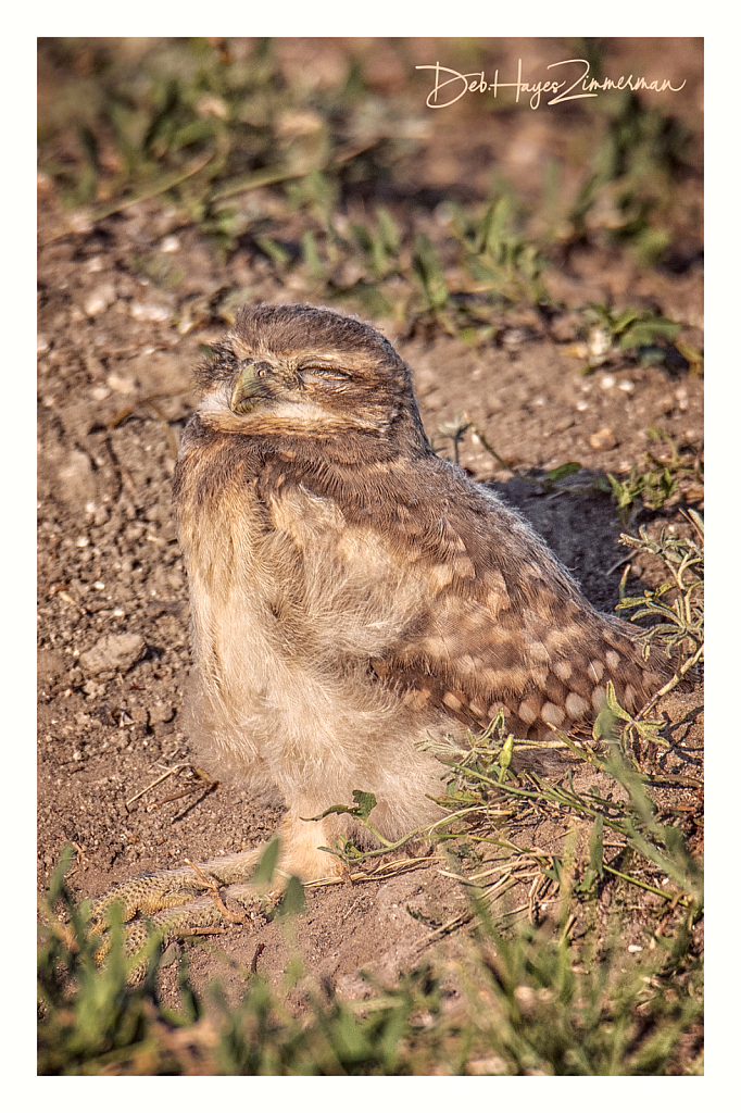 Just Basking in the Sunshine - ID: 15976377 © Deb. Hayes Zimmerman