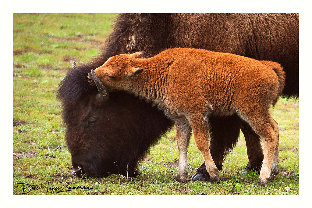 Resting on Momma's Horn - ID: 15976387 © Deb. Hayes Zimmerman