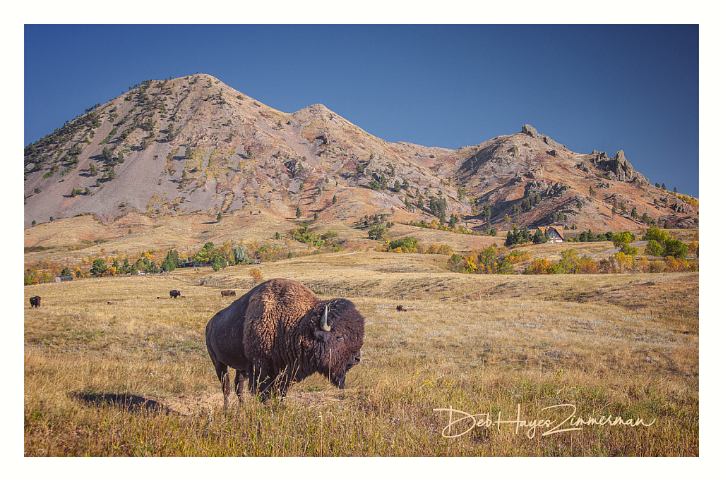 Tatanka at Bear Butte amid  Autum Color - ID: 15976388 © Deb. Hayes Zimmerman