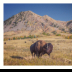 Tatanka at Bear Butte amid  Autum Color - ID: 15976388 © Deb. Hayes Zimmerman