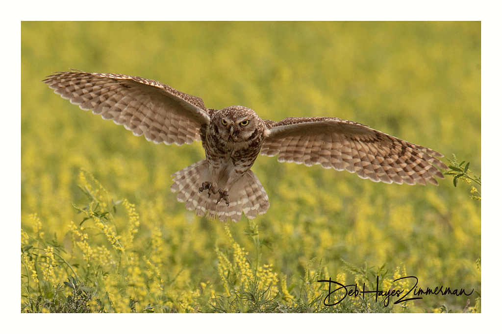 On Silent Wings - ID: 15976389 © Deb. Hayes Zimmerman