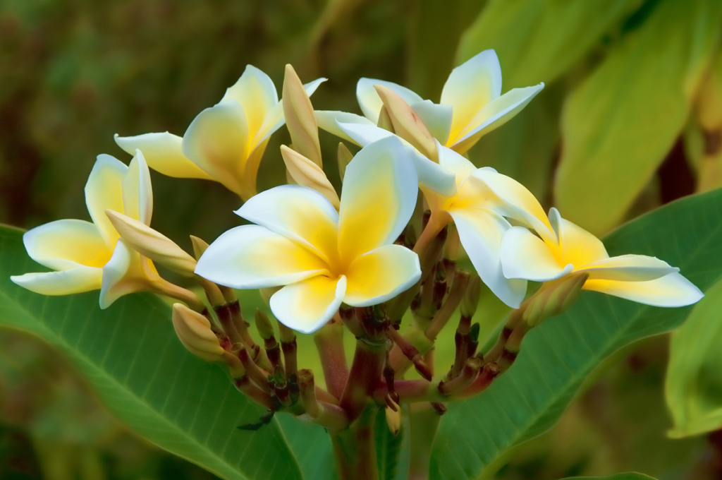 Hawaiian Bouquet - ID: 15976285 © Kelley J. Heffelfinger