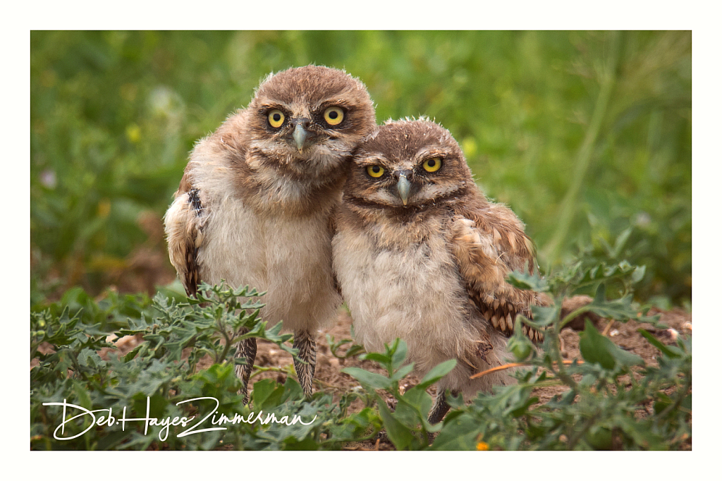 Together - ID: 15976392 © Deb. Hayes Zimmerman