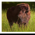 Bison Lady in Custer State Park - ID: 15976393 © Deb. Hayes Zimmerman