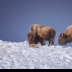 Windblown Pair of Bulls - ID: 15976397 © Deb. Hayes Zimmerman