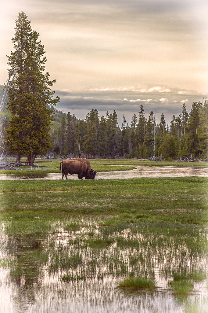 Spring Flooding in Yellowstone - ID: 15976398 © Deb. Hayes Zimmerman