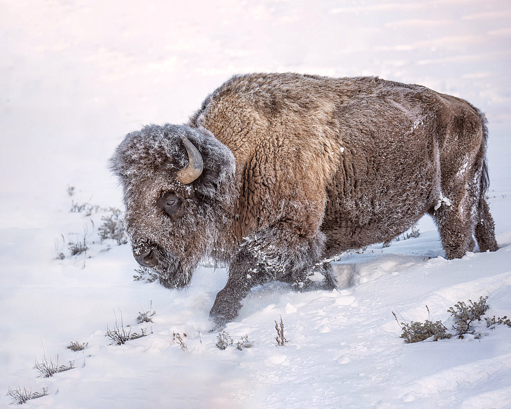 Trucking thru the  Snowy Mountainside - ID: 15976399 © Deb. Hayes Zimmerman