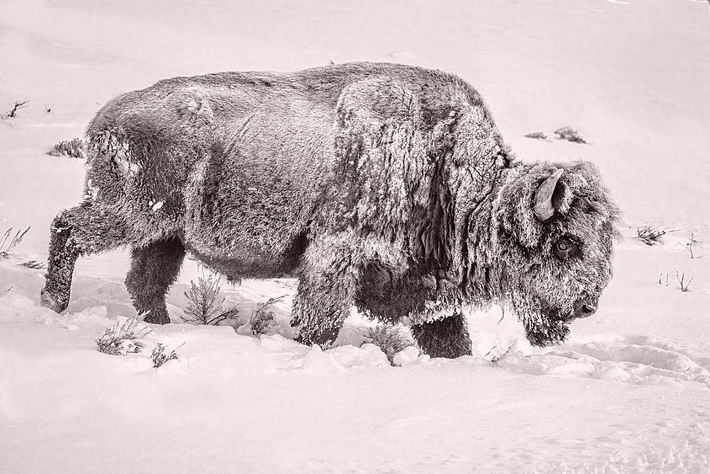 Still Moving inside its Frozen Buffalo Robe - ID: 15976400 © Deb. Hayes Zimmerman