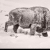 © Deb. Hayes Zimmerman PhotoID# 15976400: Still Moving inside its Frozen Buffalo Robe
