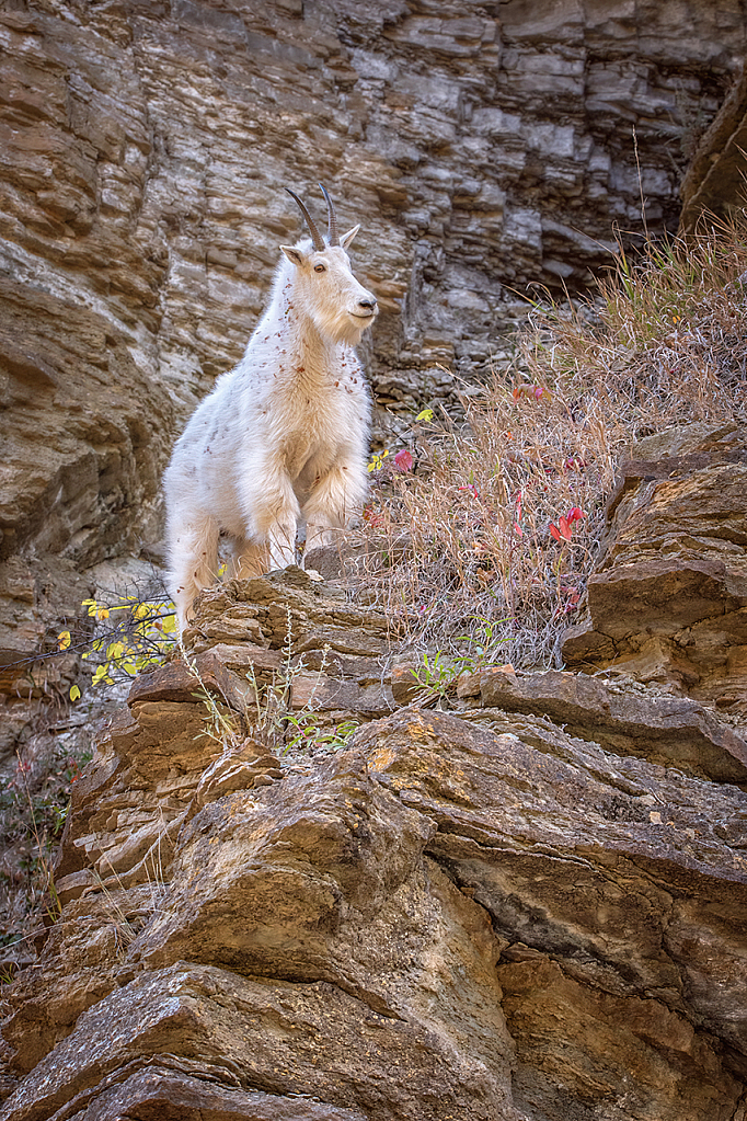 Surveying Spearfish Canyon from Above - ID: 15976403 © Deb. Hayes Zimmerman