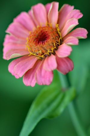 Zinnia