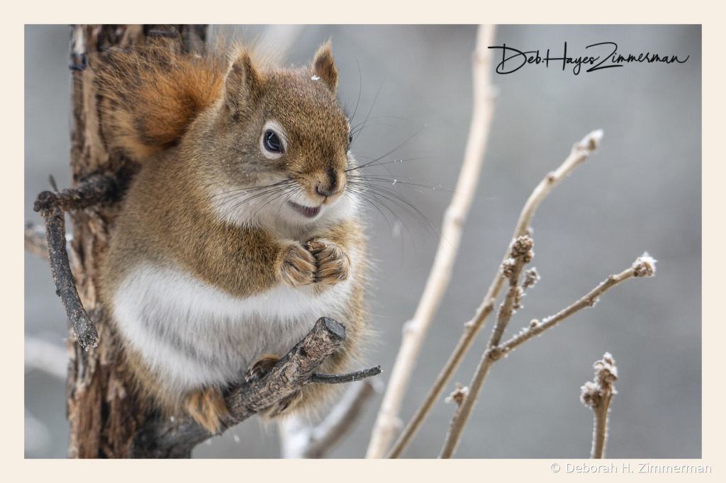 Anticipation Squirrel - ID: 15976316 © Deb. Hayes Zimmerman