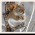 Anticipation Squirrel - ID: 15976316 © Deb. Hayes Zimmerman