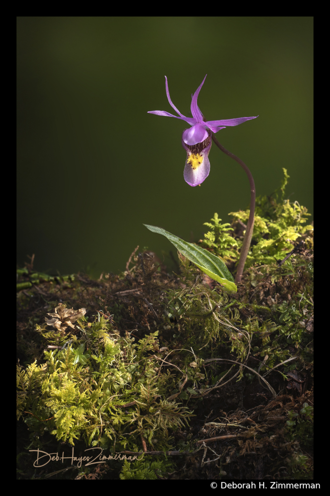 Among the Mountain Mosses - ID: 15976317 © Deb. Hayes Zimmerman