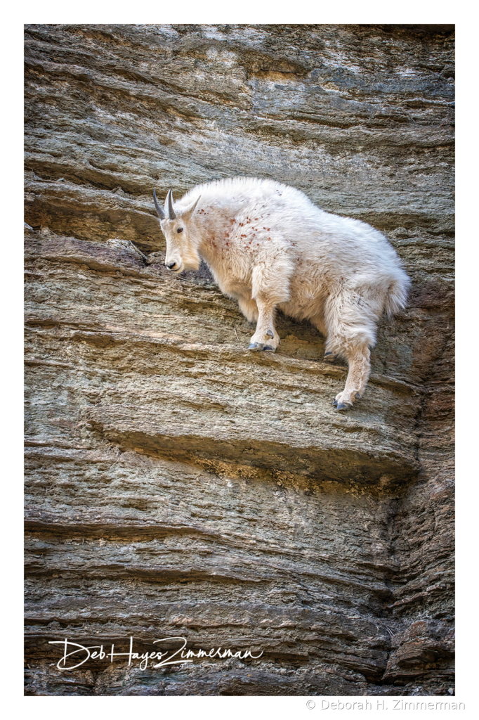 Sometimes A Bit of a Cliffhanger - ID: 15976318 © Deb. Hayes Zimmerman