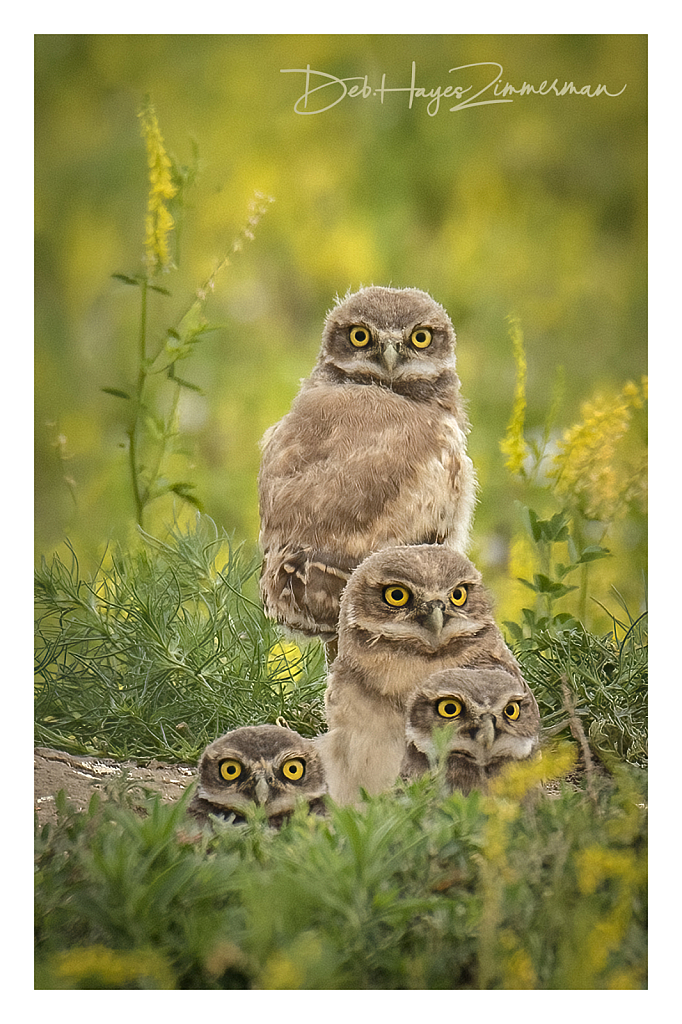 Waiting in the Clover - ID: 15976328 © Deb. Hayes Zimmerman