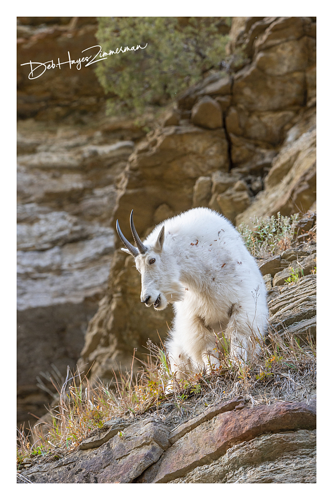 Checking out the Humans  - ID: 15976332 © Deb. Hayes Zimmerman