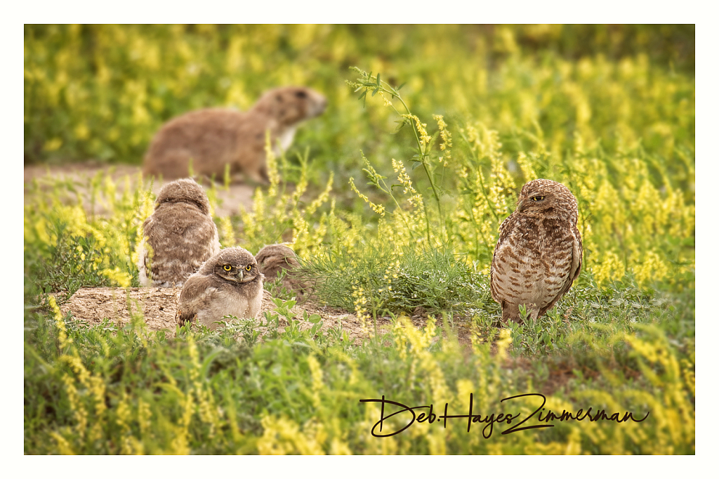 Burrowing Owl's Neighborhood in the Clover - ID: 15976338 © Deb. Hayes Zimmerman