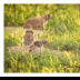 © Deb. Hayes Zimmerman PhotoID# 15976338: Burrowing Owl's Neighborhood in the Clover