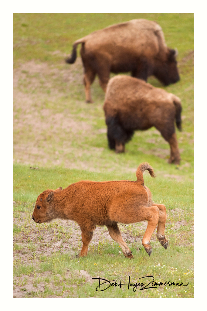 Kick up your Heels Cinnamon - ID: 15976340 © Deb. Hayes Zimmerman