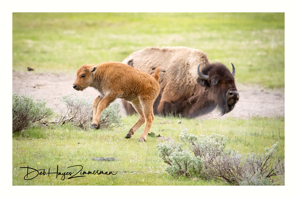 Bouncing for Joy - ID: 15976341 © Deb. Hayes Zimmerman