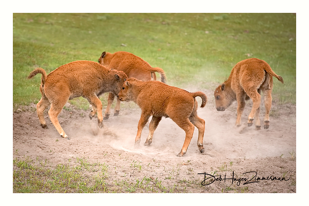 Rompin in the Wallow - ID: 15976342 © Deb. Hayes Zimmerman