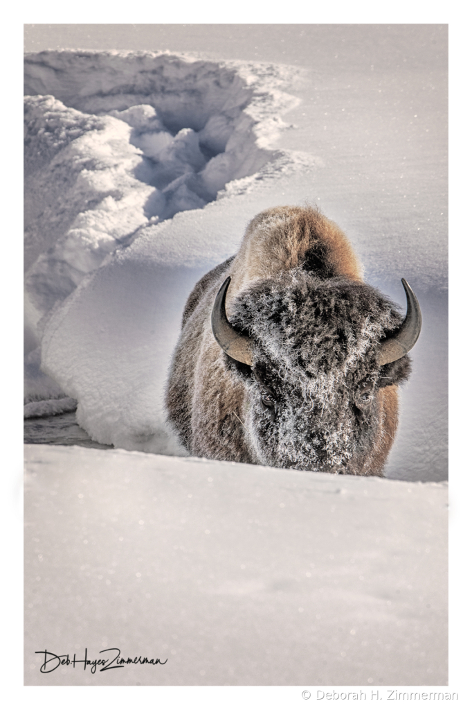 Be Aware of Bison - ID: 15976344 © Deb. Hayes Zimmerman