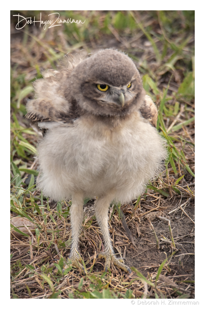 All Fluffed Up and Ready to Go - ID: 15976346 © Deb. Hayes Zimmerman
