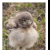 All Fluffed Up and Ready to Go - ID: 15976346 © Deb. Hayes Zimmerman