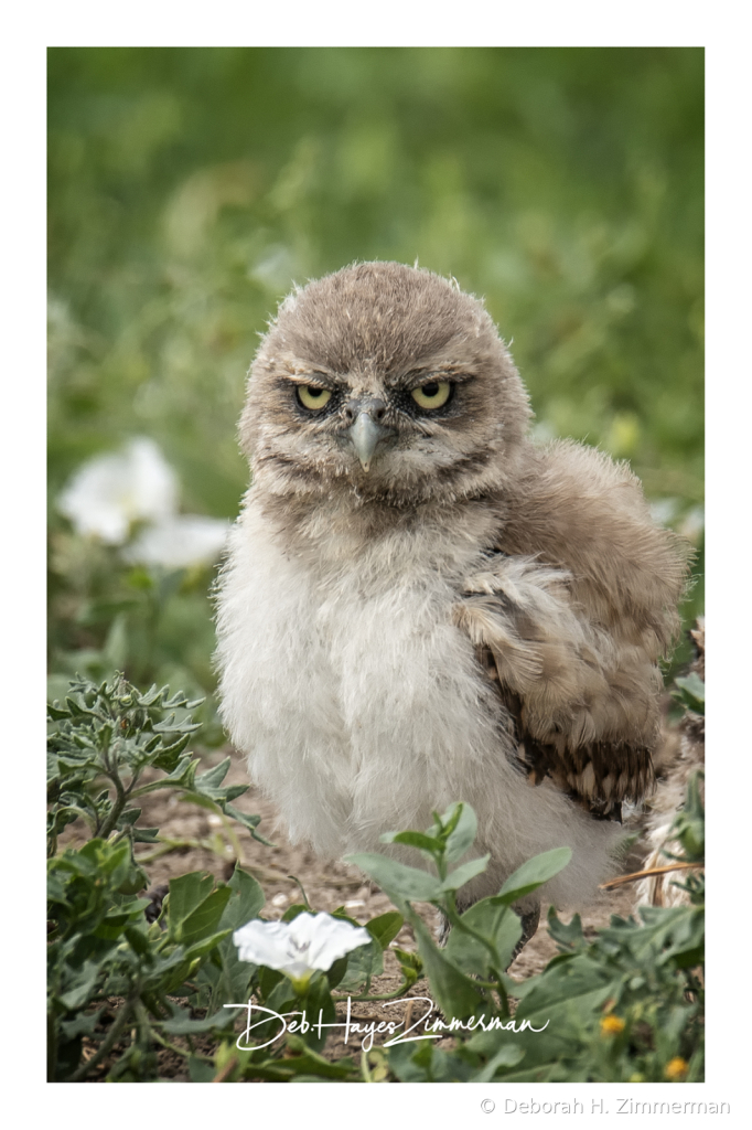 I'm Soooo Happy Here (NOT) - ID: 15976348 © Deb. Hayes Zimmerman