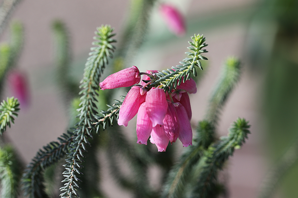 Pink and Green