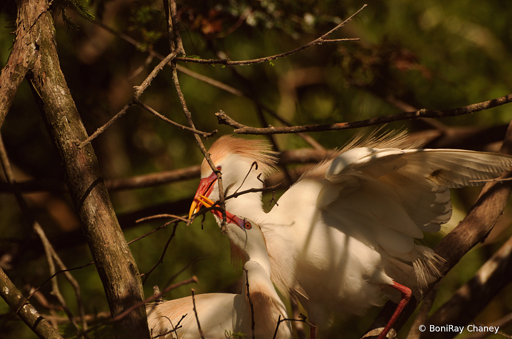 Feathers and Fur - ID: 15976442 © BoniRay Chaney