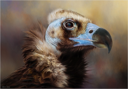Eurasian Vulture Portrait