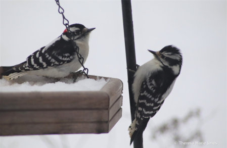 Male and Female Woodpeckers