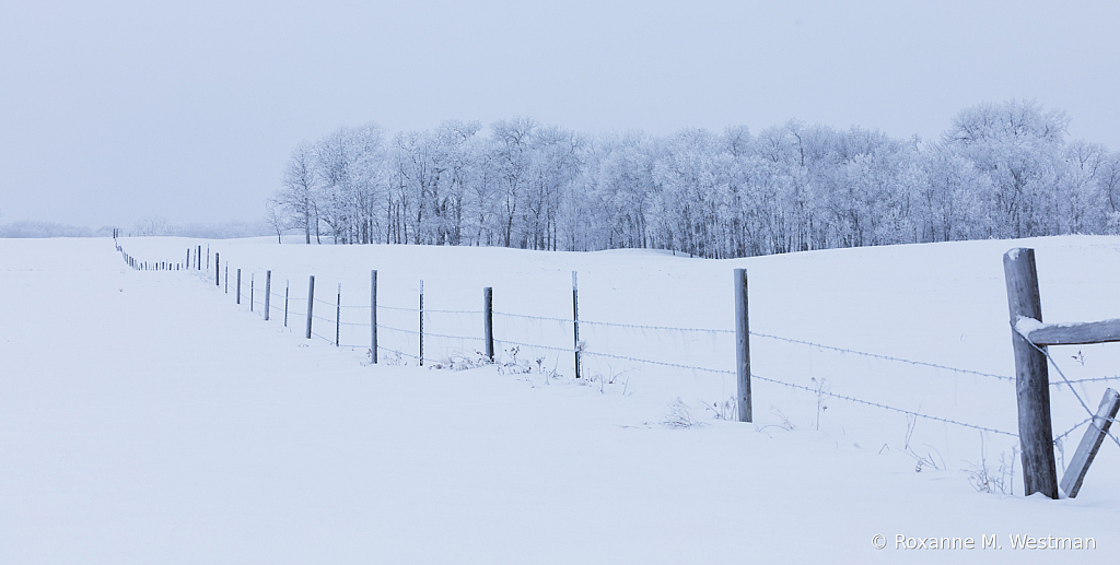 North Dakota fenceline in the snow - ID: 15976482 © Roxanne M. Westman