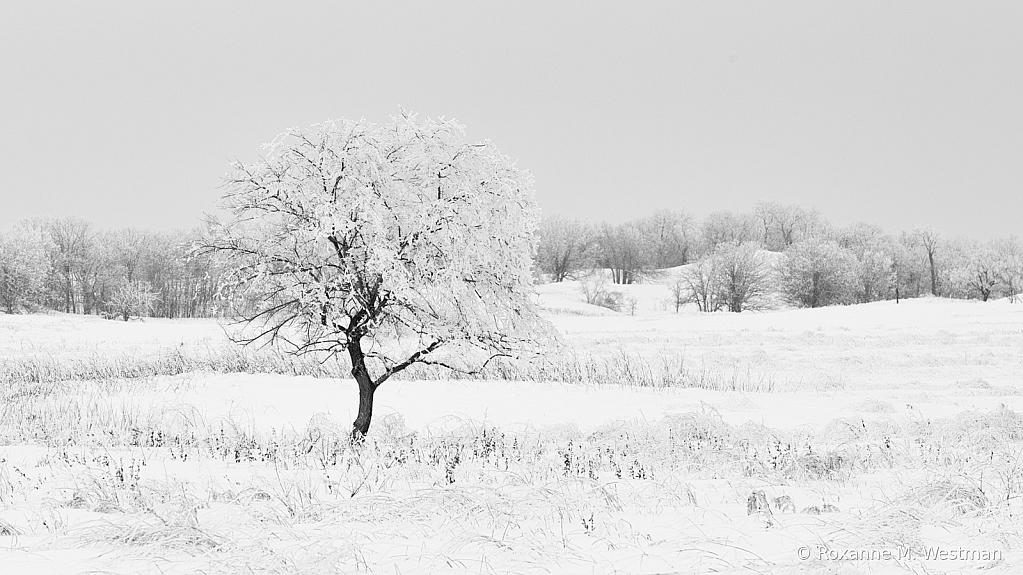 Simple frost covered tree North Dakota - ID: 15976484 © Roxanne M. Westman